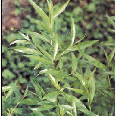 Plantas Medicinales Antiinflamatorias Aplicadas Dentro Del Tratamiento Del Reumatismo Offarm